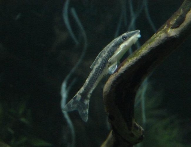 freshwater fish - otocinclus sp. - otocinclus catfish stocking in 90 gallons tank - Otto freshwater fish - otocinclus sp. - otocinclus catfish stocking in 90 gallons tank - Otto