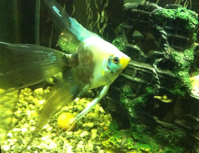freshwater fish - pterophyllum scalare - veil angel stocking in 38 gallons tank - Paraiba before switch to tahitian moon sand. freshwater fish - pterophyllum scalare - veil angel stocking in 38 gallons tank - Paraiba before switch to tahitian moon sand.
