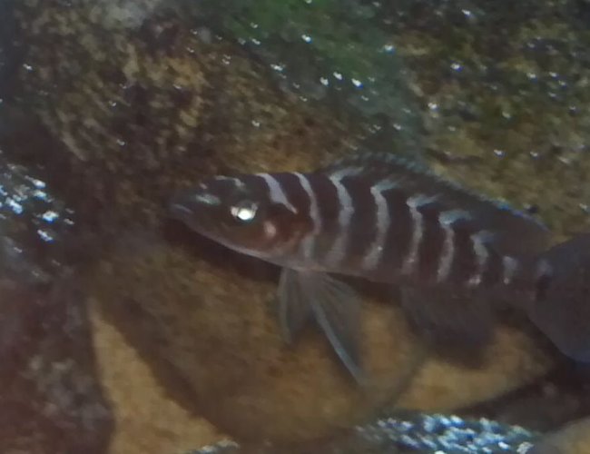 freshwater fish - neolamprologus cylindricus - cylindricus cichlid stocking in 80 gallons tank - Cylindricus freshwater fish - neolamprologus cylindricus - cylindricus cichlid stocking in 80 gallons tank - Cylindricus
