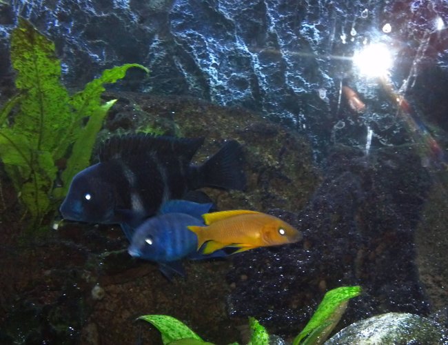 freshwater fish - neolamprologus leleupi - orange leleupi cichlid stocking in 80 gallons tank - Frontosa,blue moorii,yellow leluipi freshwater fish - neolamprologus leleupi - orange leleupi cichlid stocking in 80 gallons tank - Frontosa,blue moorii,yellow leluipi