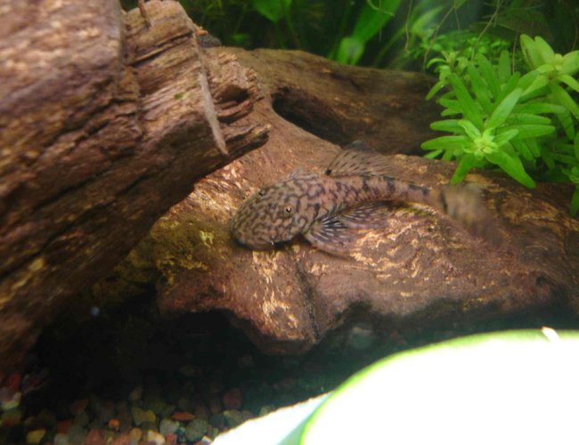 freshwater fish - scobinancistrus pariolispos - pario-ancistrus pleco (l-048) stocking in 29 gallons tank - Female Ancistrus Claro (LDA08) freshwater fish - scobinancistrus pariolispos - pario-ancistrus pleco (l-048) stocking in 29 gallons tank - Female Ancistrus Claro (LDA08)