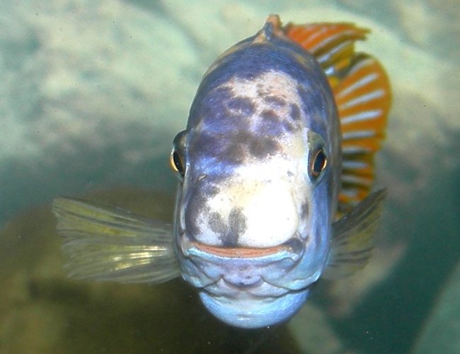 freshwater fish - labeotropheus fuelleborni - fuelleborni cichlid stocking in 75 gallons tank - My Labeotropheus fuelleborni Katale OB morph -- longest named fish and my only wild caught fish. freshwater fish - labeotropheus fuelleborni - fuelleborni cichlid stocking in 75 gallons tank - My Labeotropheus fuelleborni Katale OB morph -- longest named fish and my only wild caught fish.