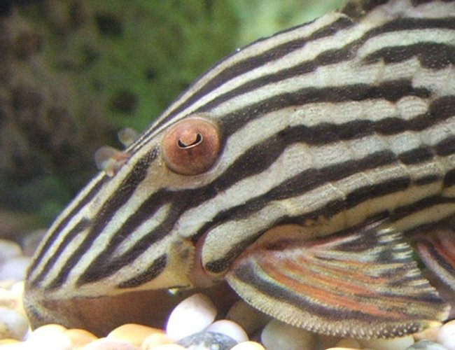 freshwater fish - panaque nigrolineatus - gold royal pleco (l-027) - Royal Plecostomus, lives in a 400L Juwel tank with 10 other plecs, a psuedodoras niger, 2 angels, 5 cories and some plants and stuff freshwater fish - panaque nigrolineatus - gold royal pleco (l-027) - Royal Plecostomus, lives in a 400L Juwel tank with 10 other plecs, a psuedodoras niger, 2 angels, 5 cories and some plants and stuff