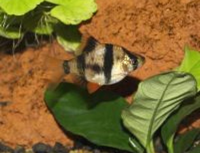 freshwater fish - puntius tetrazona - tiger barb stocking in 55 gallons tank - Tiger Barb freshwater fish - puntius tetrazona - tiger barb stocking in 55 gallons tank - Tiger Barb