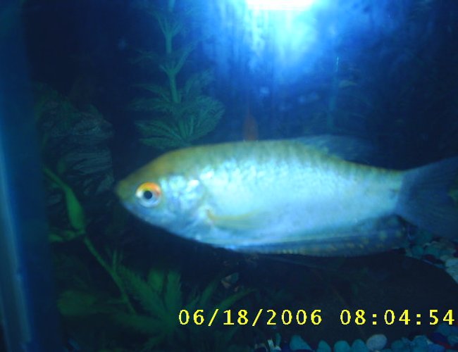 freshwater fish - colisa chuna - honey dwarf gourami stocking in 60 gallons tank - this is a honeysuckle gurami freshwater fish - colisa chuna - honey dwarf gourami stocking in 60 gallons tank - this is a honeysuckle gurami