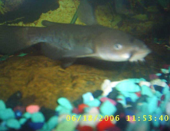 freshwater fish - corydoras aldolfoi - adolfoi cory cat stocking in 60 gallons tank - one of my bull head cat fishes freshwater fish - corydoras aldolfoi - adolfoi cory cat stocking in 60 gallons tank - one of my bull head cat fishes