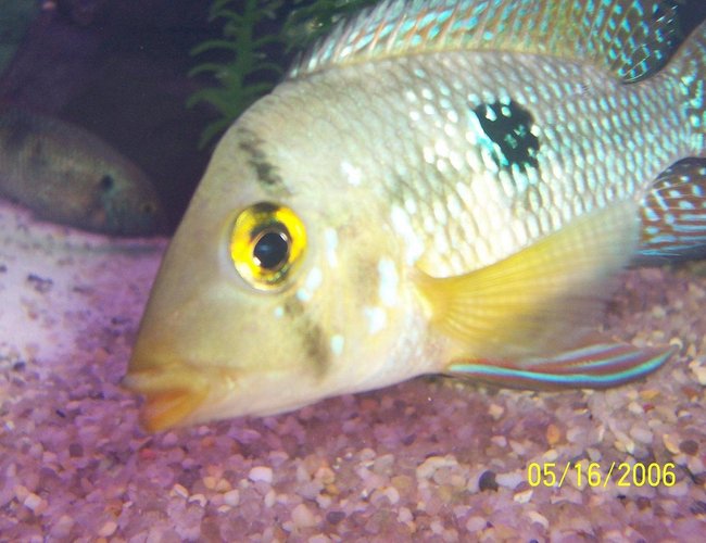 freshwater fish - geophagus dicrozoster - monster fish stocking in 125 gallons tank - my geo posing for camera freshwater fish - geophagus dicrozoster - monster fish stocking in 125 gallons tank - my geo posing for camera