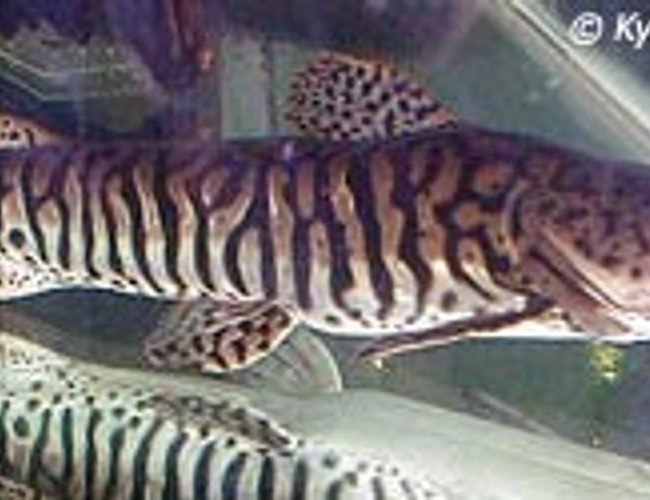 freshwater fish - merodontotus tigrinus - tigrinus catfish stocking in 75 gallons tank - foot and a half long tiger shovelnose catfish he is crazy will eat anything under 10 inches freshwater fish - merodontotus tigrinus - tigrinus catfish stocking in 75 gallons tank - foot and a half long tiger shovelnose catfish he is crazy will eat anything under 10 inches