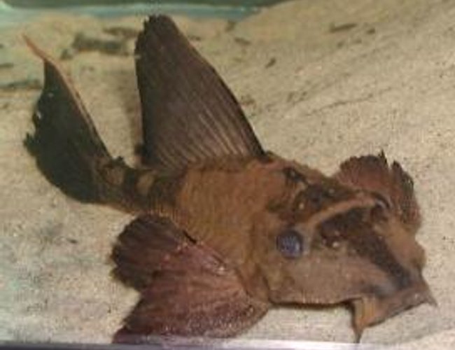 freshwater fish - pterygoplichthys scrophus - rhino pleco stocking in 75 gallons tank - Rhino Pleco nice looking but can sometimes be kind of lazy freshwater fish - pterygoplichthys scrophus - rhino pleco stocking in 75 gallons tank - Rhino Pleco nice looking but can sometimes be kind of lazy