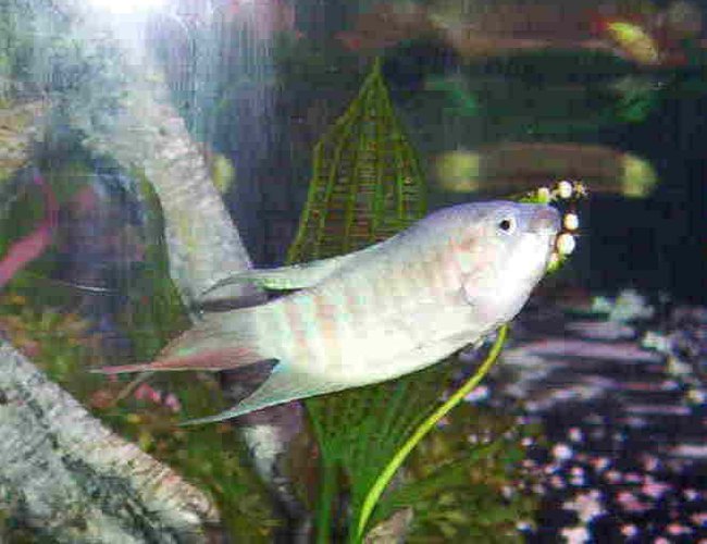 freshwater fish - macropodus opercularis - blue paradise stocking in 46 gallons tank - another view freshwater fish - macropodus opercularis - blue paradise stocking in 46 gallons tank - another view