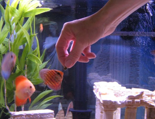 freshwater fish - symphysodon sp. - blue diamond discus stocking in 46 gallons tank - My baby Discus being hand fed in one of my 46 gallon Bow Fronts freshwater fish - symphysodon sp. - blue diamond discus stocking in 46 gallons tank - My baby Discus being hand fed in one of my 46 gallon Bow Fronts