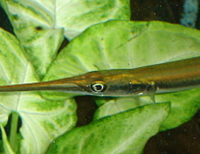 freshwater fish - xenentodon cancila - needle nose gar stocking in 55 gallons tank - Needle Nose Gar freshwater fish - xenentodon cancila - needle nose gar stocking in 55 gallons tank - Needle Nose Gar