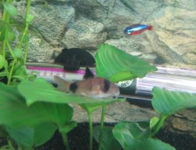 freshwater fish - corydoras panda - panda cory cat stocking in 20 gallons tank - My Baby Panda resting on my anubius leave freshwater fish - corydoras panda - panda cory cat stocking in 20 gallons tank - My Baby Panda resting on my anubius leave