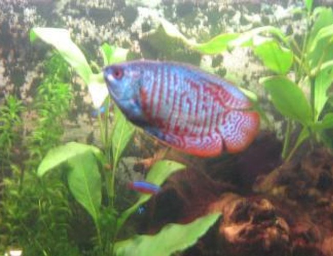 freshwater fish - colisa lalia - powder blue dwarf gourami stocking in 20 gallons tank - My Gourami freshwater fish - colisa lalia - powder blue dwarf gourami stocking in 20 gallons tank - My Gourami