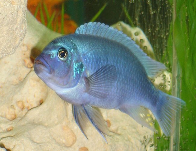 freshwater fish - maylandia callainos - blue cobalt cichlid stocking in 55 gallons tank - I belive this is a
Cobalt Blue Zebra Cichlid
Metriaclima callainos freshwater fish - maylandia callainos - blue cobalt cichlid stocking in 55 gallons tank - I belive this is a
Cobalt Blue Zebra Cichlid
Metriaclima callainos