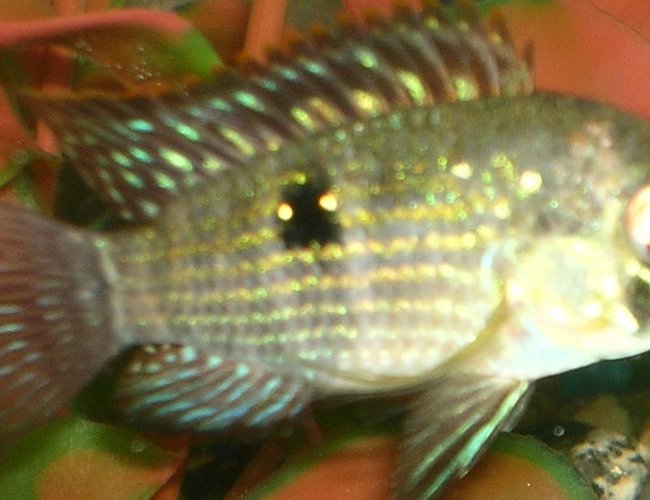 freshwater fish - aequidens portalegrensis - port acara stocking in 55 gallons tank - Blue Acara (infant) freshwater fish - aequidens portalegrensis - port acara stocking in 55 gallons tank - Blue Acara (infant)