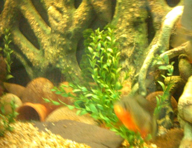 freshwater fish - colossoma brachypomus - pacu stocking in 66 gallons tank - my pacu when it was much smaller freshwater fish - colossoma brachypomus - pacu stocking in 66 gallons tank - my pacu when it was much smaller