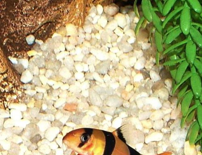 freshwater fish - botia macracantha - clown loach stocking in 46 gallons tank - Clown Loach freshwater fish - botia macracantha - clown loach stocking in 46 gallons tank - Clown Loach