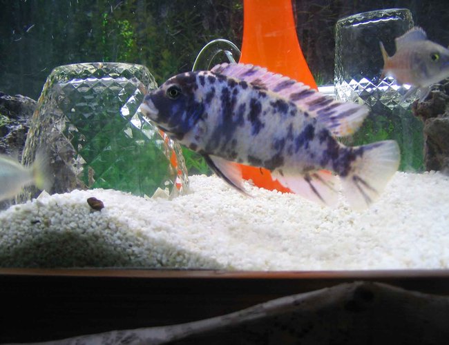 freshwater fish - labeotropheus fuelleborni - fuelleborni cichlid stocking in 4 gallons tank - Pseudotropheus zebra freshwater fish - labeotropheus fuelleborni - fuelleborni cichlid stocking in 4 gallons tank - Pseudotropheus zebra
