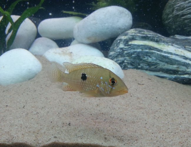 freshwater fish - geophagus brasiliensis - pearl cichlid stocking in 40 gallons tank - Pearl cichlid freshwater fish - geophagus brasiliensis - pearl cichlid stocking in 40 gallons tank - Pearl cichlid