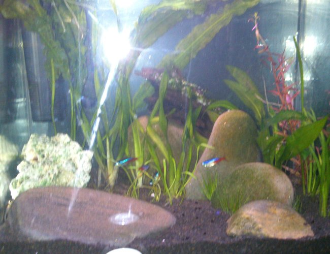 freshwater fish - paracheirodon innesi - neon tetra jumbo stocking in 15 gallons tank - My New Nano freshwater fish - paracheirodon innesi - neon tetra jumbo stocking in 15 gallons tank - My New Nano