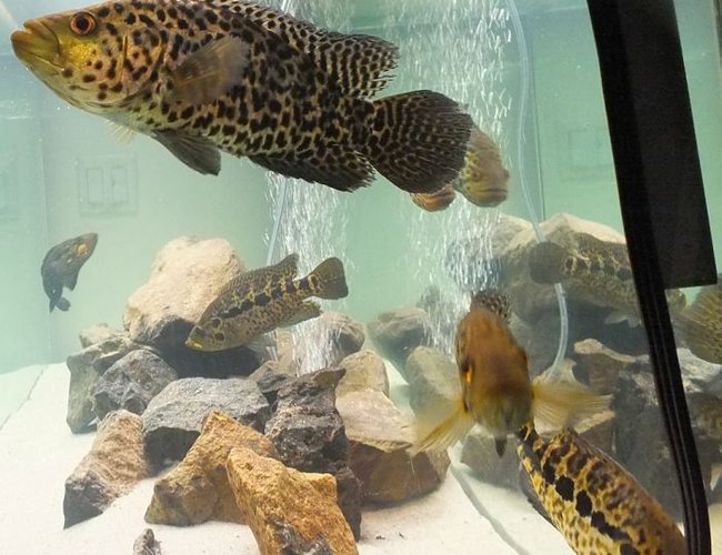 freshwater fish - parachromis managuensis - jaguar cichlid stocking in 125 gallons tank - (Parachromis Managuensis)AKA Jaguar Cichlid freshwater fish - parachromis managuensis - jaguar cichlid stocking in 125 gallons tank - (Parachromis Managuensis)AKA Jaguar Cichlid