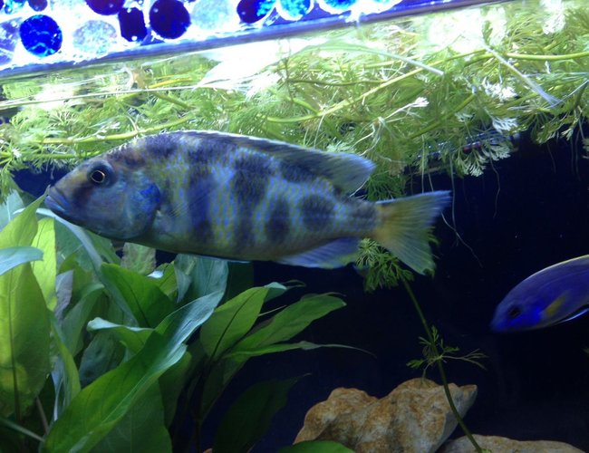 freshwater fish - nimbochromis venustus - venustus cichlid stocking in 58 gallons tank - My Venustus freshwater fish - nimbochromis venustus - venustus cichlid stocking in 58 gallons tank - My Venustus