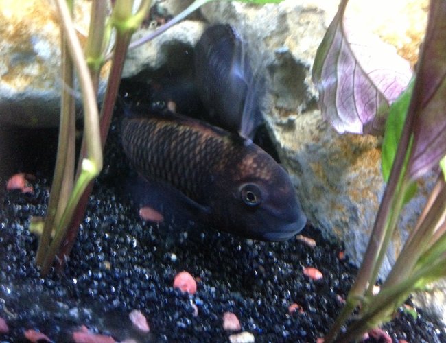 freshwater fish - tropheus moliro - moliro stocking in 58 gallons tank - My Moliro freshwater fish - tropheus moliro - moliro stocking in 58 gallons tank - My Moliro
