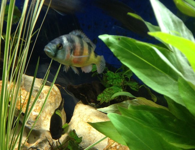 freshwater fish - astatotilapia latifasciata - zebra obliquidens stocking in 58 gallons tank - Ollie freshwater fish - astatotilapia latifasciata - zebra obliquidens stocking in 58 gallons tank - Ollie