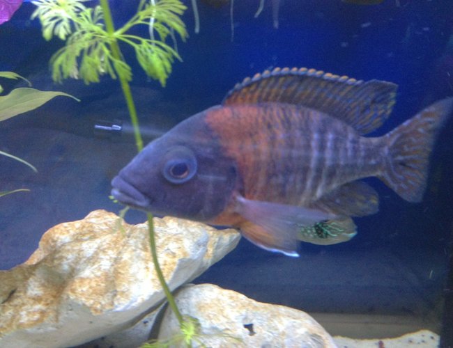 freshwater fish - pundamilia nyererei - nyererei hap stocking in 58 gallons tank - Flame freshwater fish - pundamilia nyererei - nyererei hap stocking in 58 gallons tank - Flame