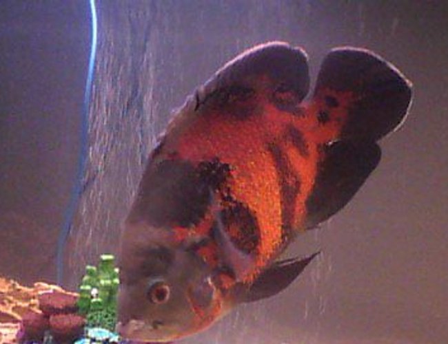 freshwater fish - astronotus ocellatus - tiger oscar stocking in 55 gallons tank - Tiger Oscar freshwater fish - astronotus ocellatus - tiger oscar stocking in 55 gallons tank - Tiger Oscar