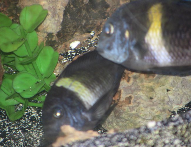 freshwater fish - tropheus moorii - moorii (kaiser ii) cichlid stocking in 55 gallons tank - mating duboisi freshwater fish - tropheus moorii - moorii (kaiser ii) cichlid stocking in 55 gallons tank - mating duboisi