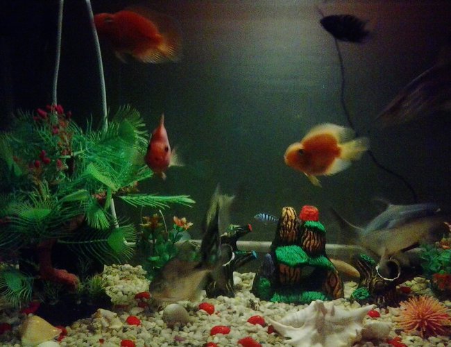 freshwater fish - heros severus x amphilophus citrinellum - blood parrot stocking in 37 gallons tank - fish freshwater fish - heros severus x amphilophus citrinellum - blood parrot stocking in 37 gallons tank - fish