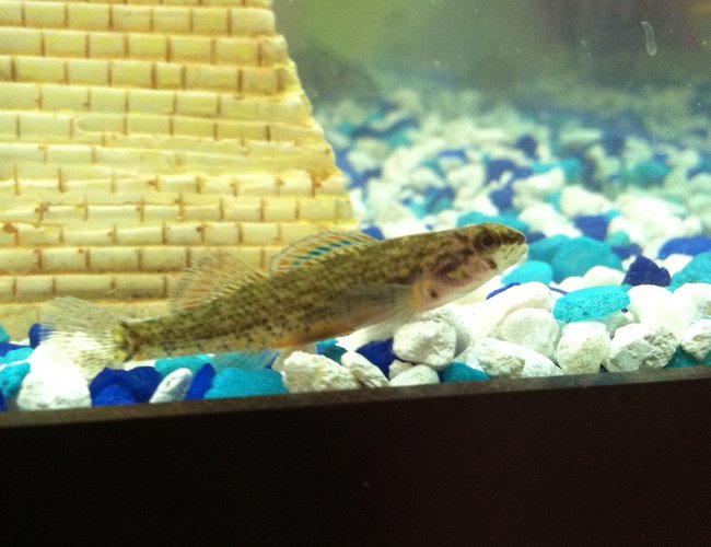 freshwater fish - etheostoma phytophilum - rush darter stocking in 56 gallons tank - Rush Darter(Etheostoma phytophilum) freshwater fish - etheostoma phytophilum - rush darter stocking in 56 gallons tank - Rush Darter(Etheostoma phytophilum)