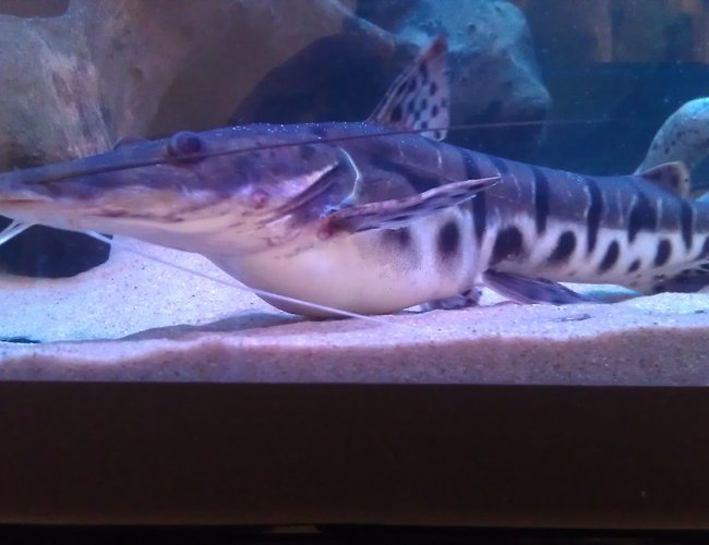freshwater fish - pseudoplatystoma fasciatum - tiger shovelnose cat stocking in 200 gallons tank - 8 inch tiger shovel nose catfish freshwater fish - pseudoplatystoma fasciatum - tiger shovelnose cat stocking in 200 gallons tank - 8 inch tiger shovel nose catfish