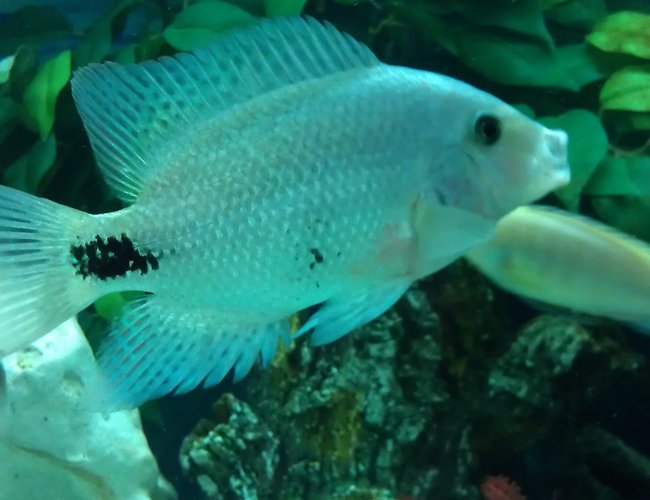 freshwater fish - vieja maculicauda - black belt cichlid stocking in 200 gallons tank - Black belt freshwater fish - vieja maculicauda - black belt cichlid stocking in 200 gallons tank - Black belt