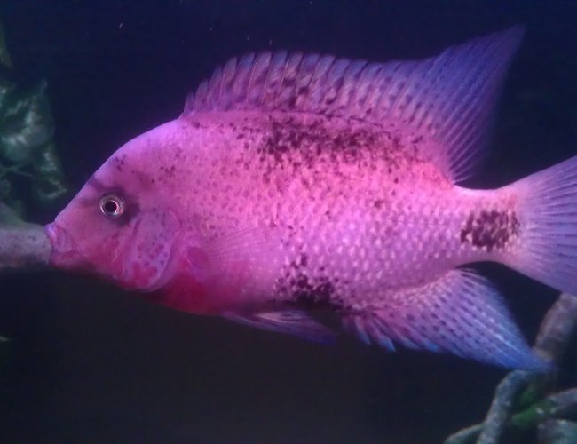 freshwater fish - vieja maculicauda - black belt cichlid stocking in 200 gallons tank - Black belt freshwater fish - vieja maculicauda - black belt cichlid stocking in 200 gallons tank - Black belt