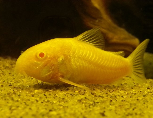 freshwater fish - corydoras aeneus - albino aeneus cory cat stocking in 5 gallons tank - Albino Corydora freshwater fish - corydoras aeneus - albino aeneus cory cat stocking in 5 gallons tank - Albino Corydora