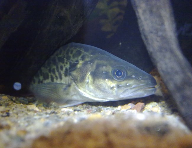 freshwater fish - maccullochella peelii - murray cod stocking in 90 gallons tank - My Champion Murray Cod freshwater fish - maccullochella peelii - murray cod stocking in 90 gallons tank - My Champion Murray Cod