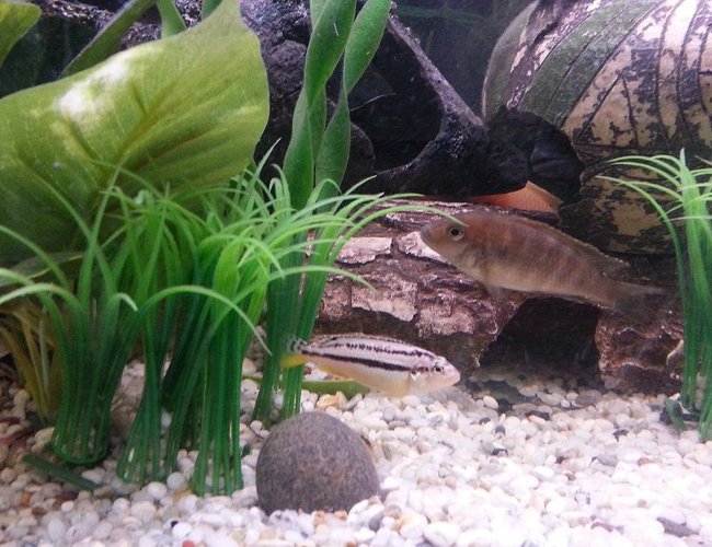 freshwater fish - melanochromis auratus - auratus cichlid stocking in 44 gallons tank - M.Auratus (Young) freshwater fish - melanochromis auratus - auratus cichlid stocking in 44 gallons tank - M.Auratus (Young)