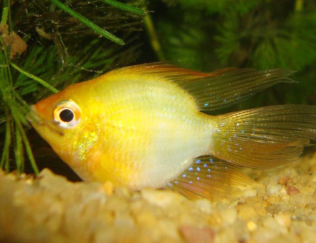 freshwater fish - mikrogeophagus ramirezi - german gold ram stocking in 130 gallons tank - albino ram freshwater fish - mikrogeophagus ramirezi - german gold ram stocking in 130 gallons tank - albino ram