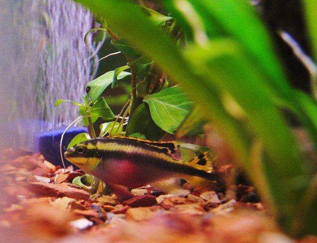 freshwater fish - pelvicachromis pulcher - kribensis cichlid stocking in 29 gallons tank - Female Kribensis freshwater fish - pelvicachromis pulcher - kribensis cichlid stocking in 29 gallons tank - Female Kribensis