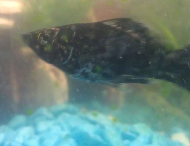 freshwater fish - poecilia sphenops - marble lyretail molly stocking in 150 gallons tank - Mexican Molly black freshwater fish - poecilia sphenops - marble lyretail molly stocking in 150 gallons tank - Mexican Molly black