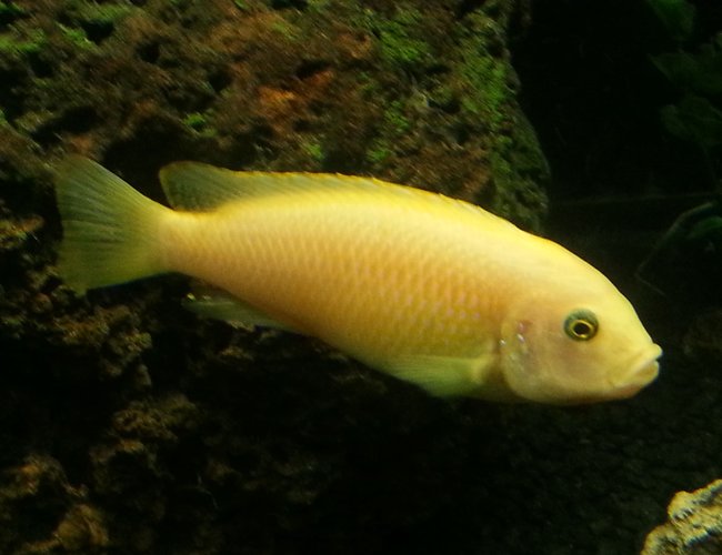 freshwater fish - pseudotropheus estherae - red zebra cichlid stocking in 75 gallons tank - Red zebra cichlid freshwater fish - pseudotropheus estherae - red zebra cichlid stocking in 75 gallons tank - Red zebra cichlid
