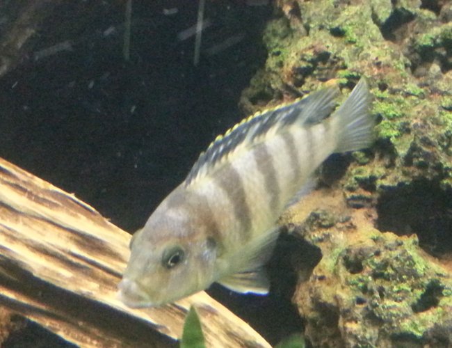 freshwater fish - metriaclima lombardoi - kenyi cichlid stocking in 75 gallons tank - Male kenyi changing color freshwater fish - metriaclima lombardoi - kenyi cichlid stocking in 75 gallons tank - Male kenyi changing color
