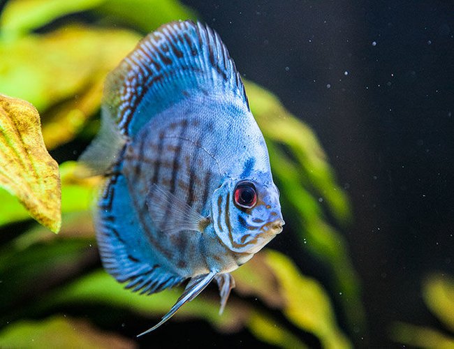 freshwater fish - symphysodon sp. - checkerboard discus stocking in 200 gallons tank - Discus freshwater fish - symphysodon sp. - checkerboard discus stocking in 200 gallons tank - Discus