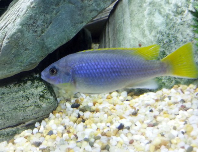 freshwater fish - pseudotropheus acei - acei cichlid stocking in 55 gallons tank - Yellow Tail Acei Cichlid freshwater fish - pseudotropheus acei - acei cichlid stocking in 55 gallons tank - Yellow Tail Acei Cichlid