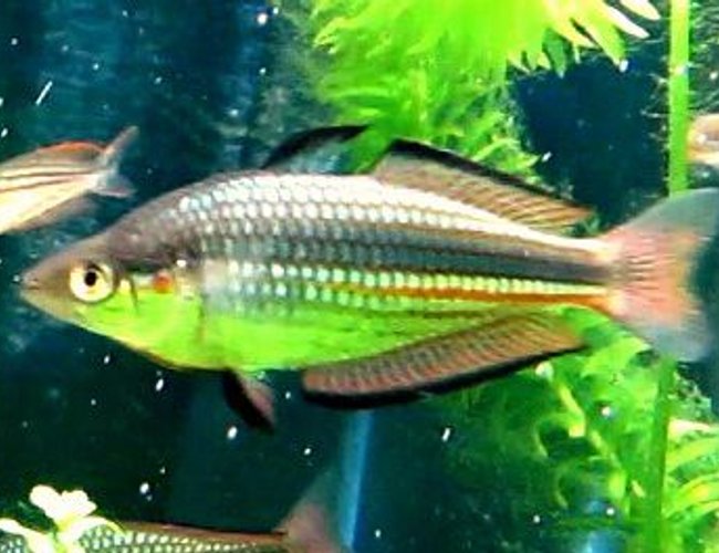 freshwater fish - melanotaenia duboulayi - crimsonspotted rainbowfish stocking in 180 gallons tank - Australian Native - Crimson-spotted Rainbowfish - Melanotaenia duboulayi - Pine Rivers freshwater fish - melanotaenia duboulayi - crimsonspotted rainbowfish stocking in 180 gallons tank - Australian Native - Crimson-spotted Rainbowfish - Melanotaenia duboulayi - Pine Rivers