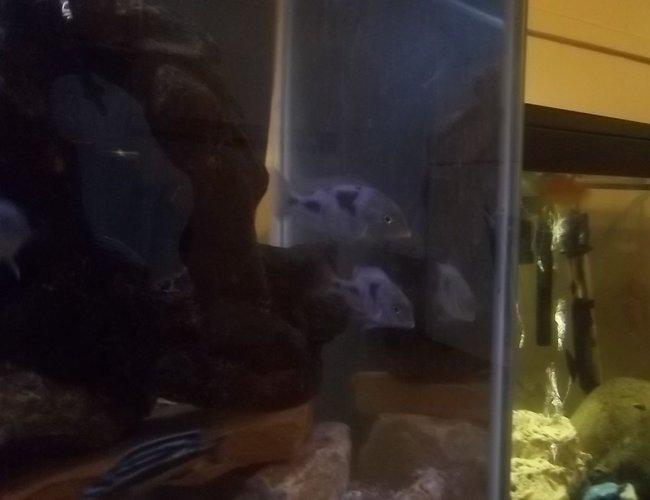 freshwater fish - cyrtocara moorii - blue dolphin cichlid stocking in 29 gallons tank - m pair of hap moori freshwater fish - cyrtocara moorii - blue dolphin cichlid stocking in 29 gallons tank - m pair of hap moori