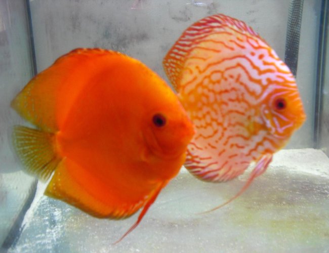 freshwater fish - symphysodon sp. - snakeskin discus - my pair of discus freshwater fish - symphysodon sp. - snakeskin discus - my pair of discus